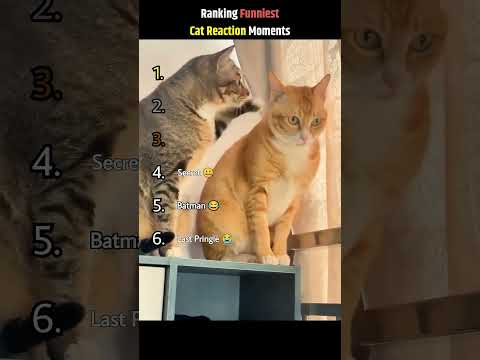 😱 Cat's EPIC Freakout: DON'T CHECK THE SOUND or You'll Scream! 😂 #PetFails by @pets&animals