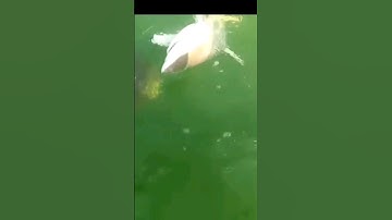 500lb Grouper Eats 4ft Shark In One Bite