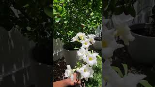 Na coleção não pode faltar a flor branca, que tem seu charme e contraste.  #rosadodeserto