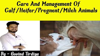 Animal Husbandry | Care and management of calf/heifer/pregnant/milch animals | tirdiya classes