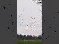 many birds are flying together#shortvideo#birds#nature #foryou