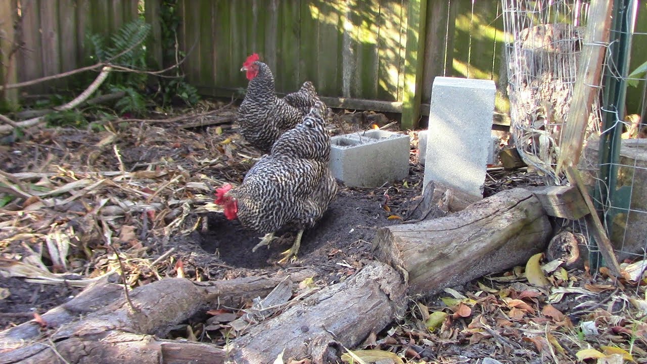 Adding Material To The Chicken Run Compost System YouTube