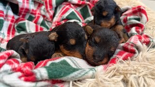 Hope-Iroh 12/1/25 welsh puppies 13 days old 