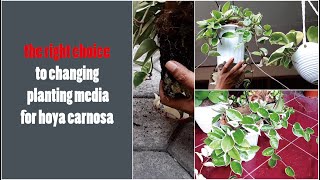 Hoya Bakımı Yeni Başlayanlar Için Hoya Carnosa Üç Renkli Hoya Bitki Bakımı Ipuçları Ve Püf Noktaları