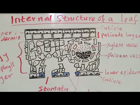 INTERNAL STRUCTURE OF A LEAF AND THEIR FUNCTIONS 🌿