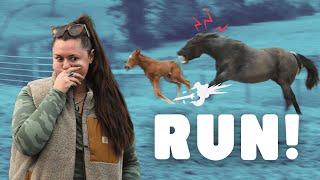 She Attacked Him Out Of Nowhere Babies And Broodmares Meet Face To Face