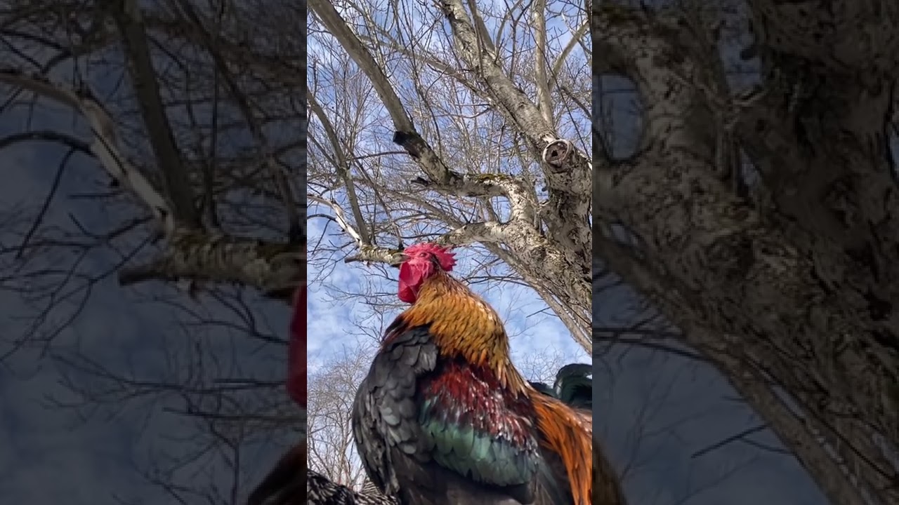 Death Metal Rooster…