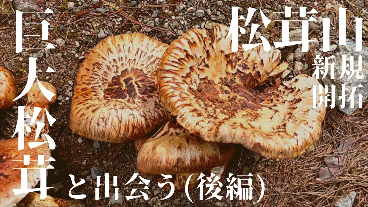 松茸山新規開拓で巨大松茸に出会う(後編)今回は大豊作! - YouTube