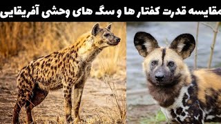 مقایسه قدرت کفتار ها و سگ های وحشی آفریقایی