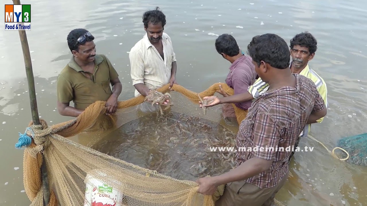 Prawns Cltivation | Royyala Cheruvu | FOOD & TRAVEL TV
