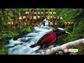 Masteran kolibri ninja plus terapi air 2020