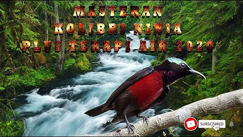 Masteran kolibri ninja plus terapi air 2020