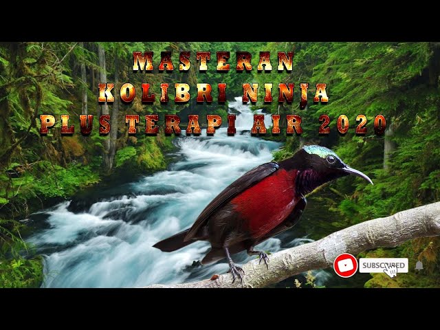 Masteran kolibri ninja plus terapi air 2020 class=