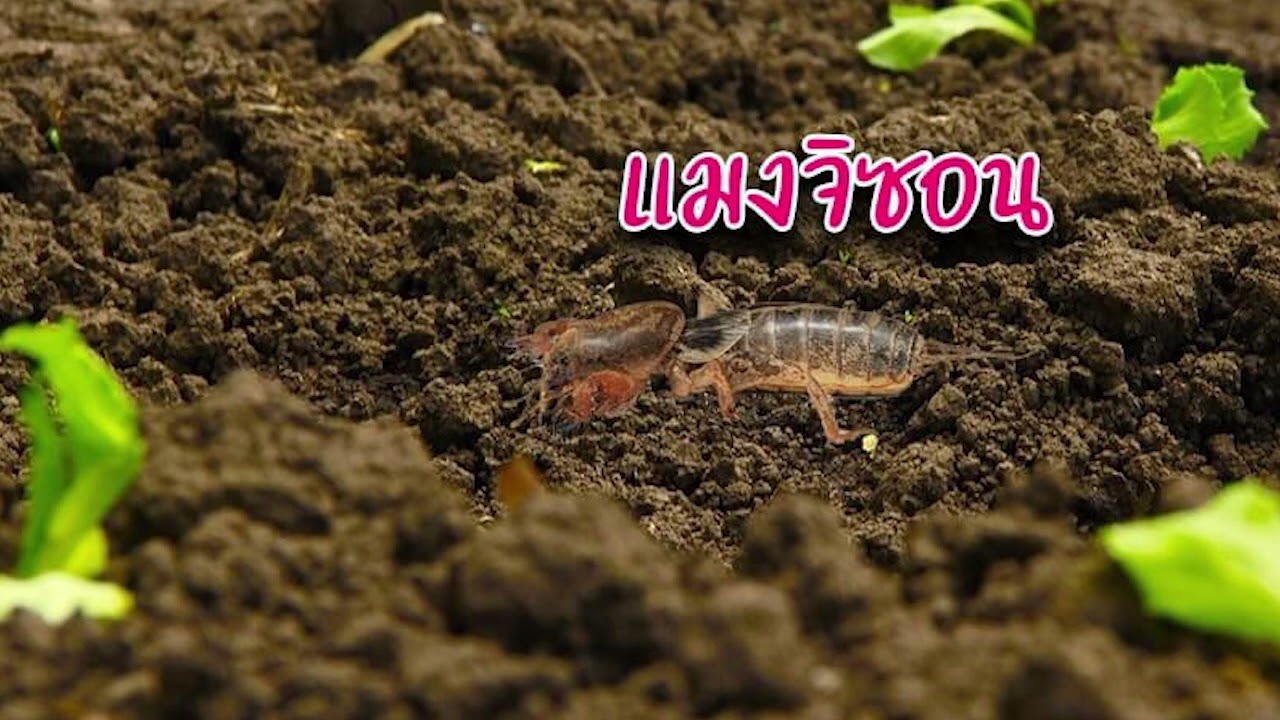 เสียงแมงจีซอน #เสียงแมลงจีซอน แท้ 1000000%#หากินแบบบ้านๆ