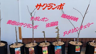 【ド素人が始める果樹栽培！】第4回「サクランボ5品種。1年目の剪定と挿し木」の巻