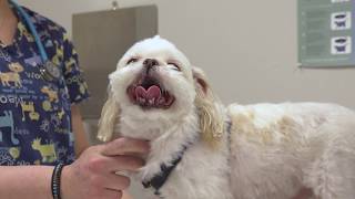 Crossroads Veterinary Hospital Short Painesville OH