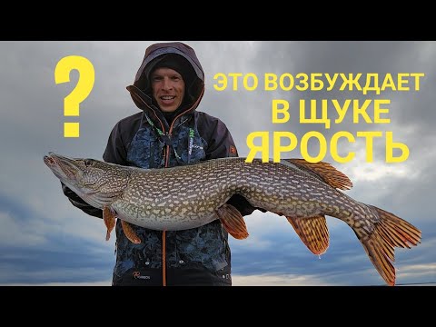 Pike are thrilled by this technique. How to present bait to a pike.