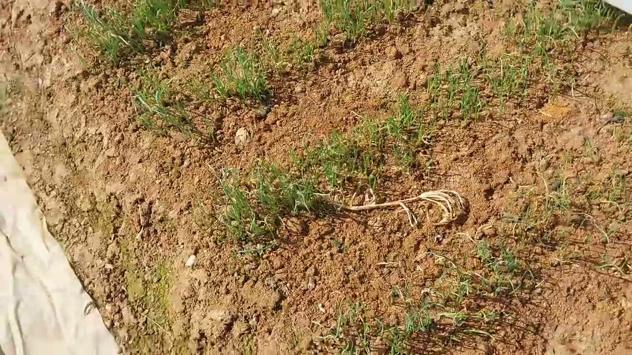 홍산마늘주아재배10월중순과11월중순에주아씨심어서 지금삭이올라온크기보기