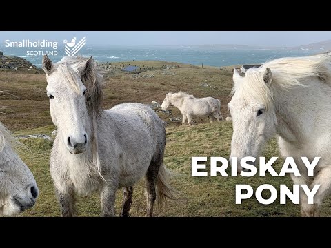 Video: Eriskay Pony Raza De Caballo Hipoalergénico, Salud Y Vida útil