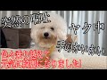 【突然の嘔吐・手の痒み・ヤク中】色々乗り越えて元気に綺麗になりました!!!