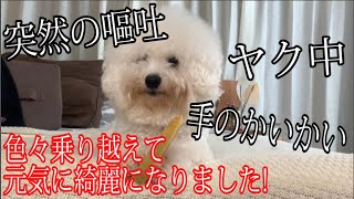 【突然の嘔吐・手の痒み・ヤク中】色々乗り越えて元気に綺麗になりました!!!