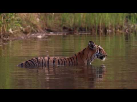 Tipeshwar Sanctury video