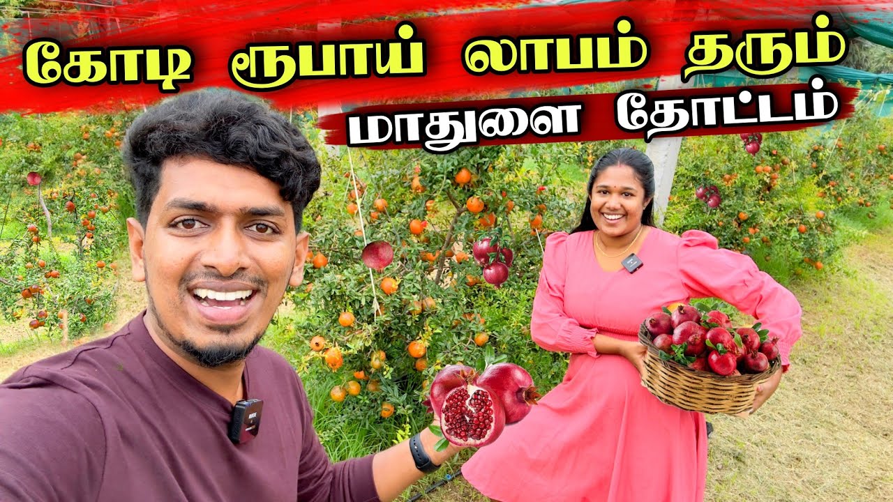 வெளிநாட்டு வாழ்க்கையை விட்டு மாதுளை தோட்டத்தால் கோடீஸ்வரர் ஆன தோட்டக்காரன் 🥰😍🙏 | Pomegranate Garden