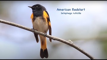 Using eBird Status and Trends for Animated Maps