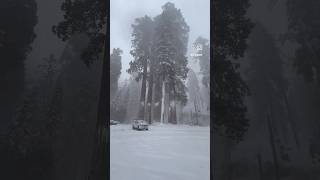 Grant Grove Lower Lot February 18th 2025. #mycalifornia #kingscanyonnationalpark #kingscanyon