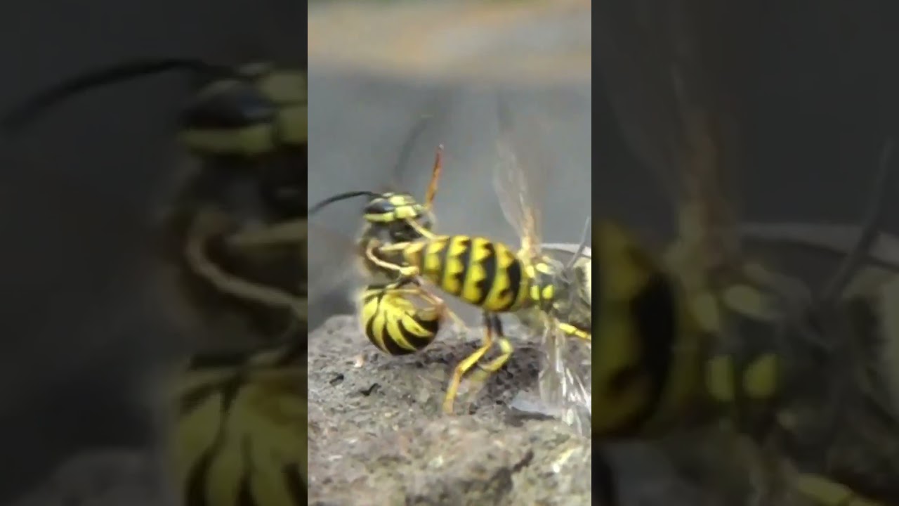 Sächsische Wespen kämpfen