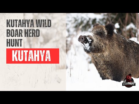 Kütahya Wild Boar Herd Hunt: A Thrilling Adventure in Turkey's Wilderness #Kütahya #turkeyhunting