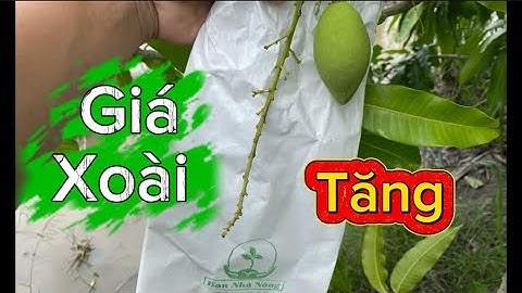 Giá xoài cát hòa Lộc và xoài đài loan hôm nay ngày 6 tháng 11, 2025