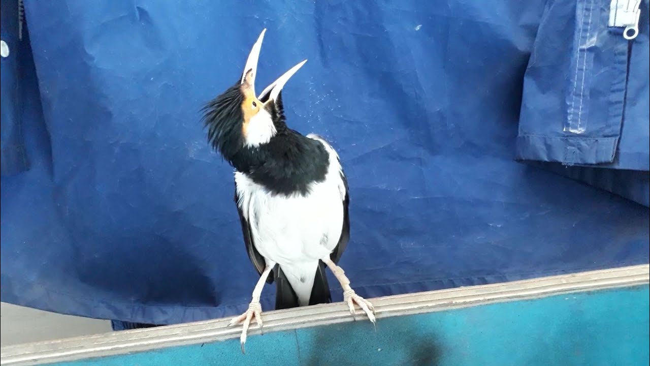 Video Asli Burung Jalak Suren Betina Gacor Ngotot Suara Mantap