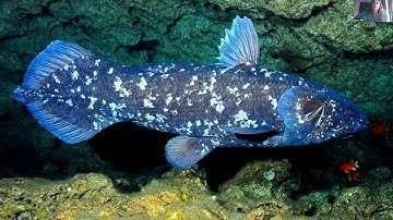 Understanding marine science at the ocean science-policy interface