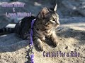 Cat on a walk. Our Savannah cat loves water and hiking!!