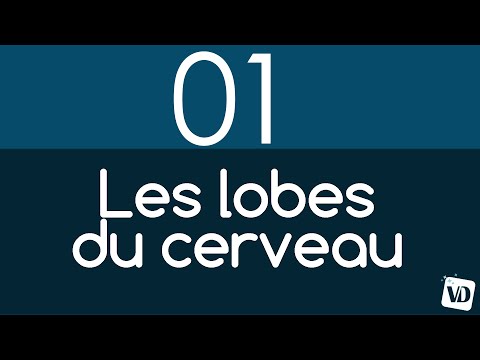 Le cerveau en 2 minutes : les 4 lobes du cerveau