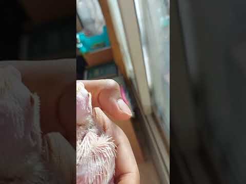 فرخ كوكتيل لاتينو عيون حمر