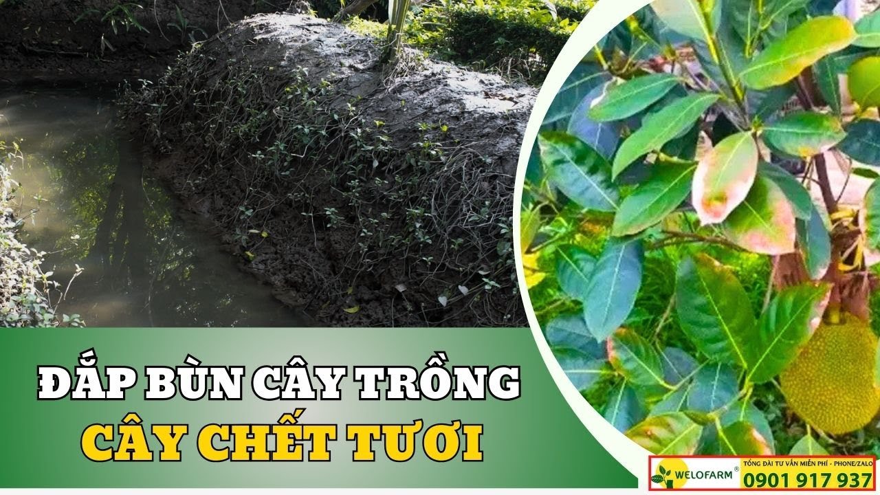 Đắp Bùn Tưởng Tốt Cây Ai Ngờ Hại Chết Cây Trồng