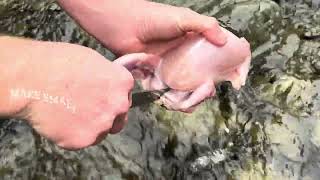 DIY How to Field Dress a Grouse | Quick &amp; Clean Method for Cleaning Grouse in the Field | Tutorial
