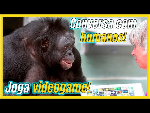 Vídeo: Macaco Bonobo é o macaco mais inteligente do mundo