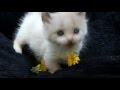 Chocolate Dwelf With Blue Eyes-- Purrxotics Cattery の動画、YouTube動画。