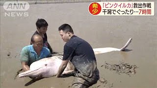 「ピンクイルカが乗り上げた」干潟でぐったり7時間(20/05/07)