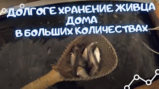 видео: КАК ДОЛГО ХРАНИТЬ ЖИВЦА в большом количестве картинка: КАК ДОЛГО ХРАНИТЬ ЖИВЦА в большом количестве