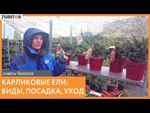 Карликовые ели - посадка и уход | Советы биолога 7ЦВЕТОВ