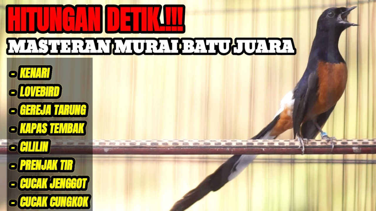 MASTERAN MURAI BATU BONGKAR ISIAN TERBAIK SEPANJANG MASA 100% AMPUH BUAT MATERI MURAI BATU APAPUN