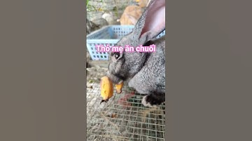 Thỏ mẹ ăn chuối