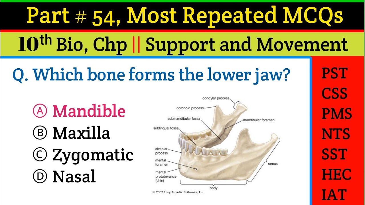 60 лучших вопросов с множественным выбором по теме «Поддержка и передвижение» | NEET, MDCAT, NURS...