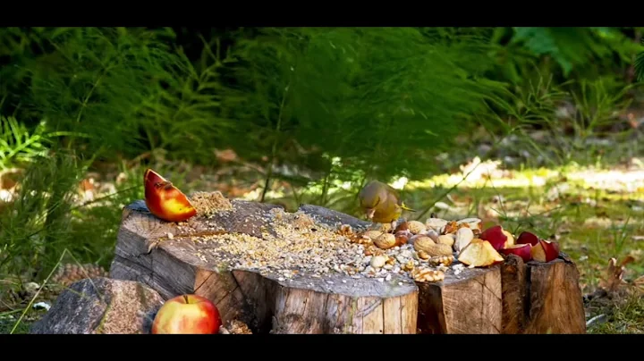 Videos for Cats to Watch - 8 Hour Birds Bonanza - Cat TV Bird Watch