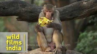 Close up of Macaque eating a banana