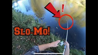 Fluke Hit SLO-Mo! Totally Awesome!